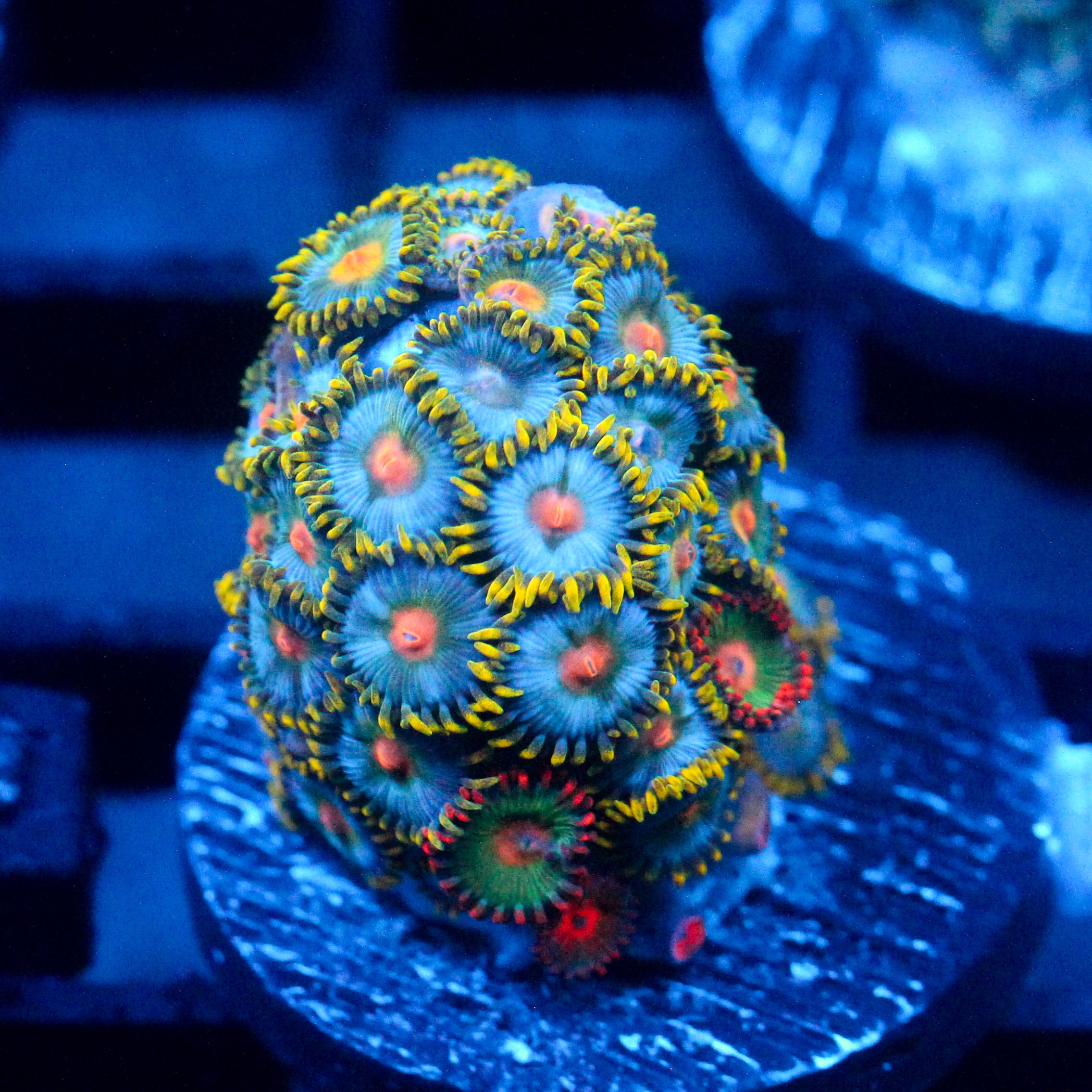 JC Blue Beast Zoanthid