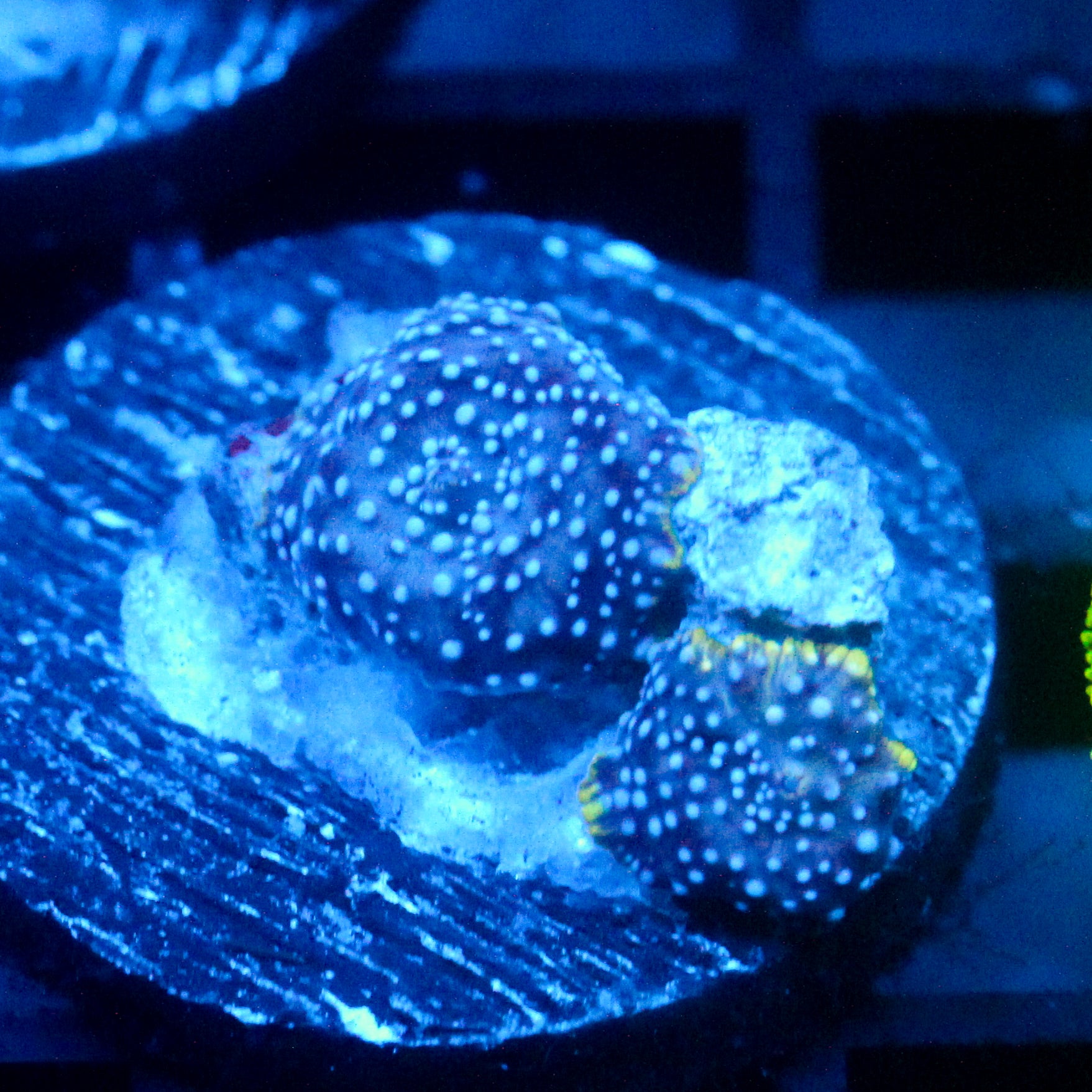 JC Blue dots Discosoma