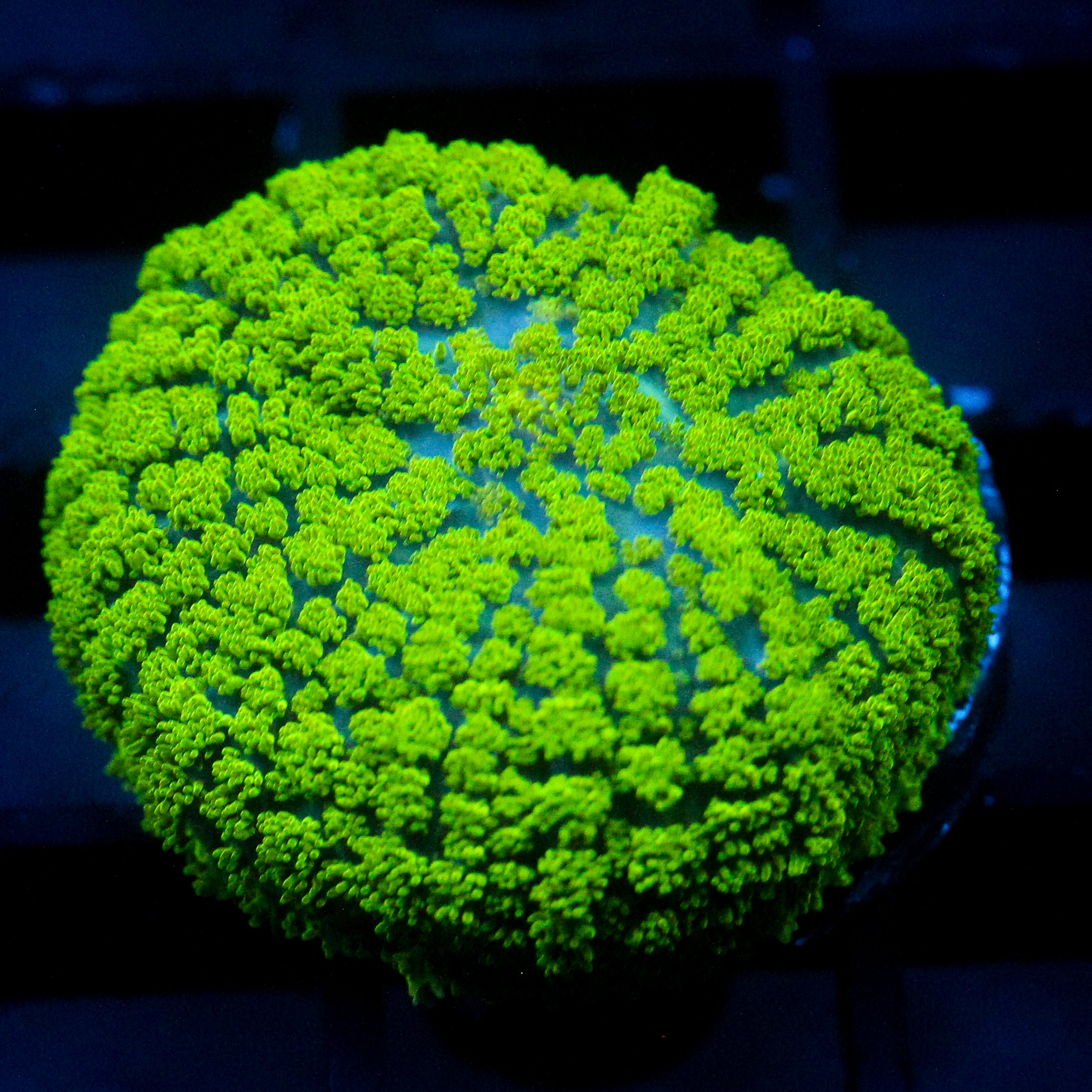 JC Neon Green Rhodactis Lg