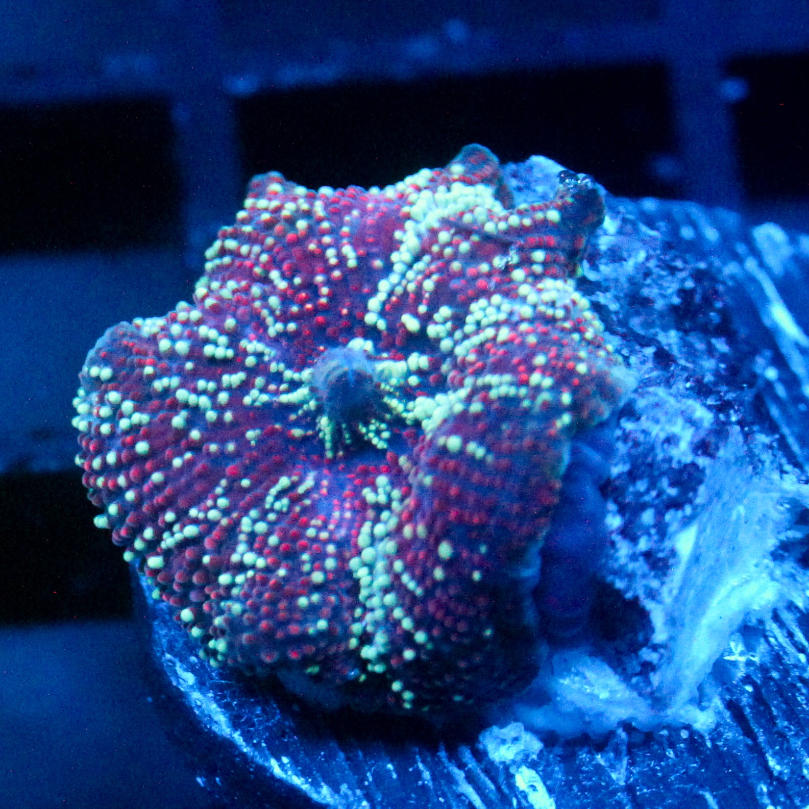 JC Red Stella Discosoma