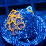 JC Blazing Zoas