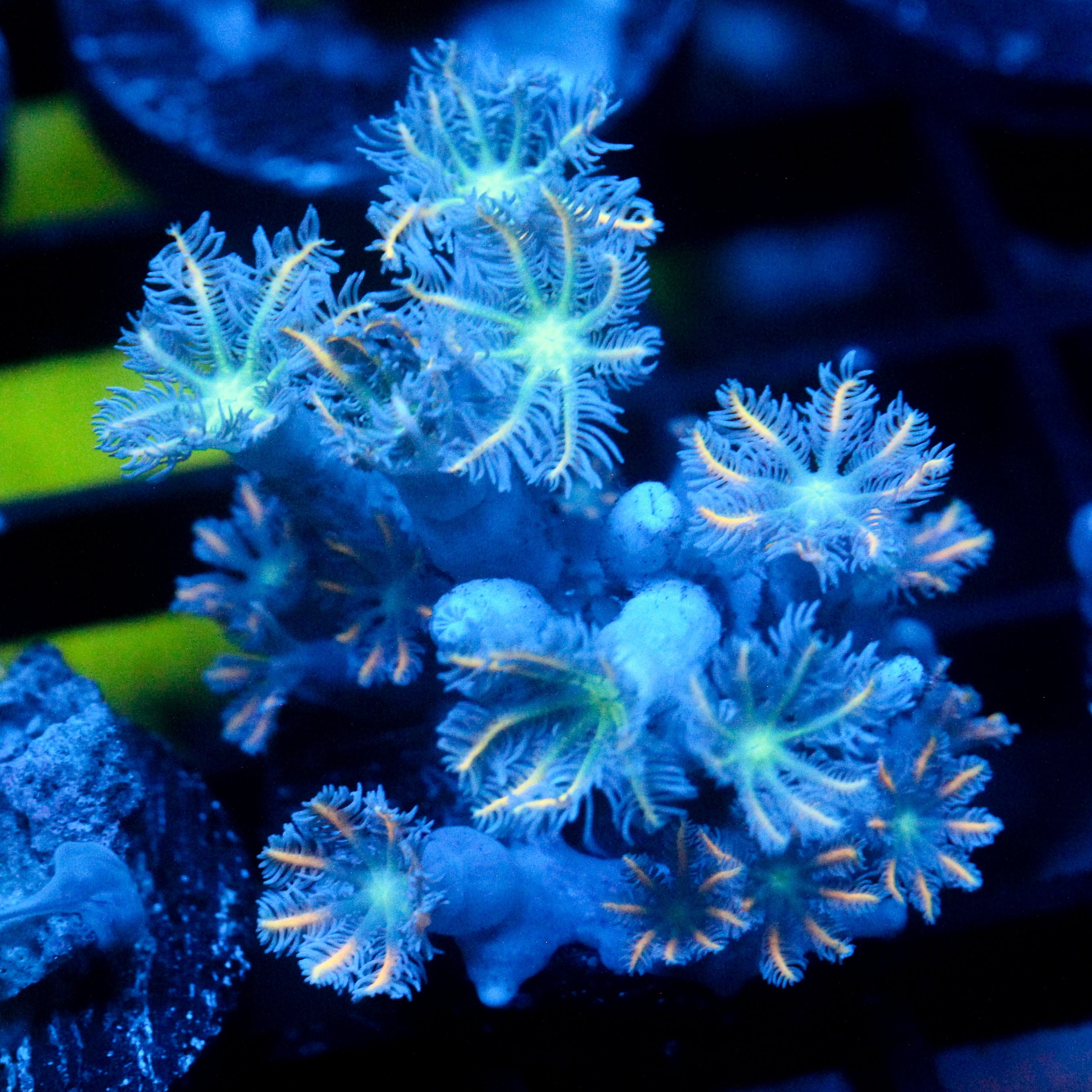 JC Orange Tip Clove Polyp
