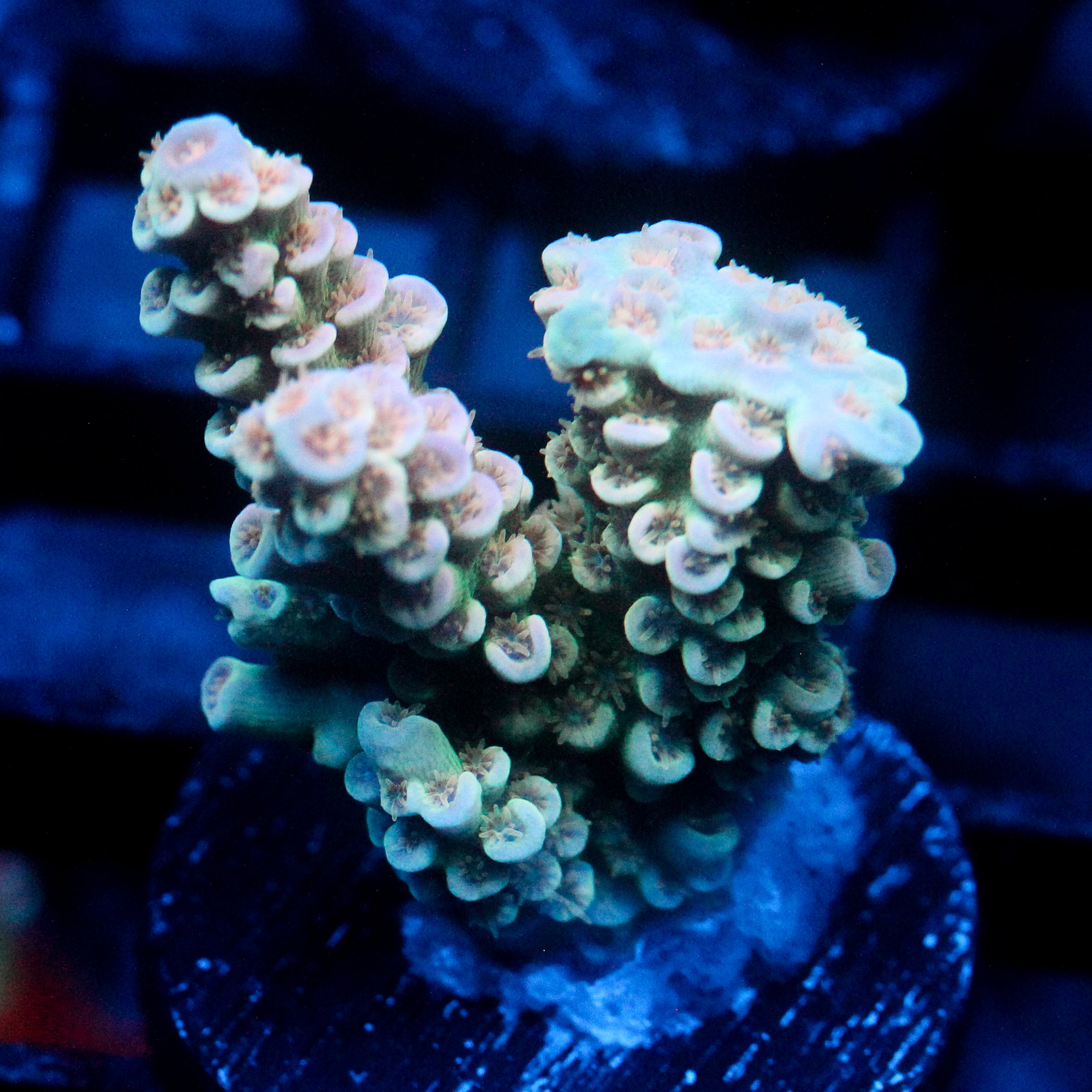 JC Peach Petals Acro
