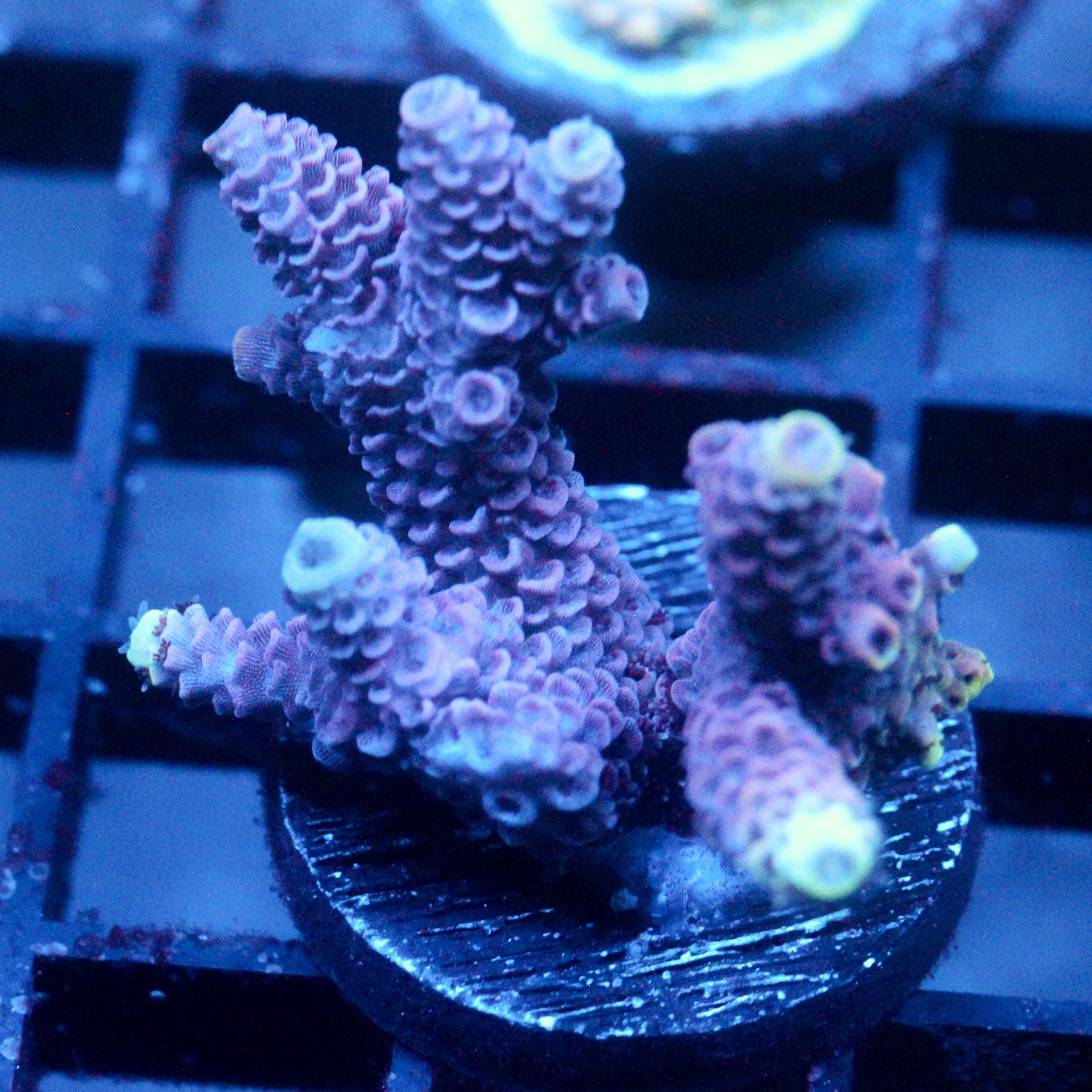 JC Hyacinth Acro
