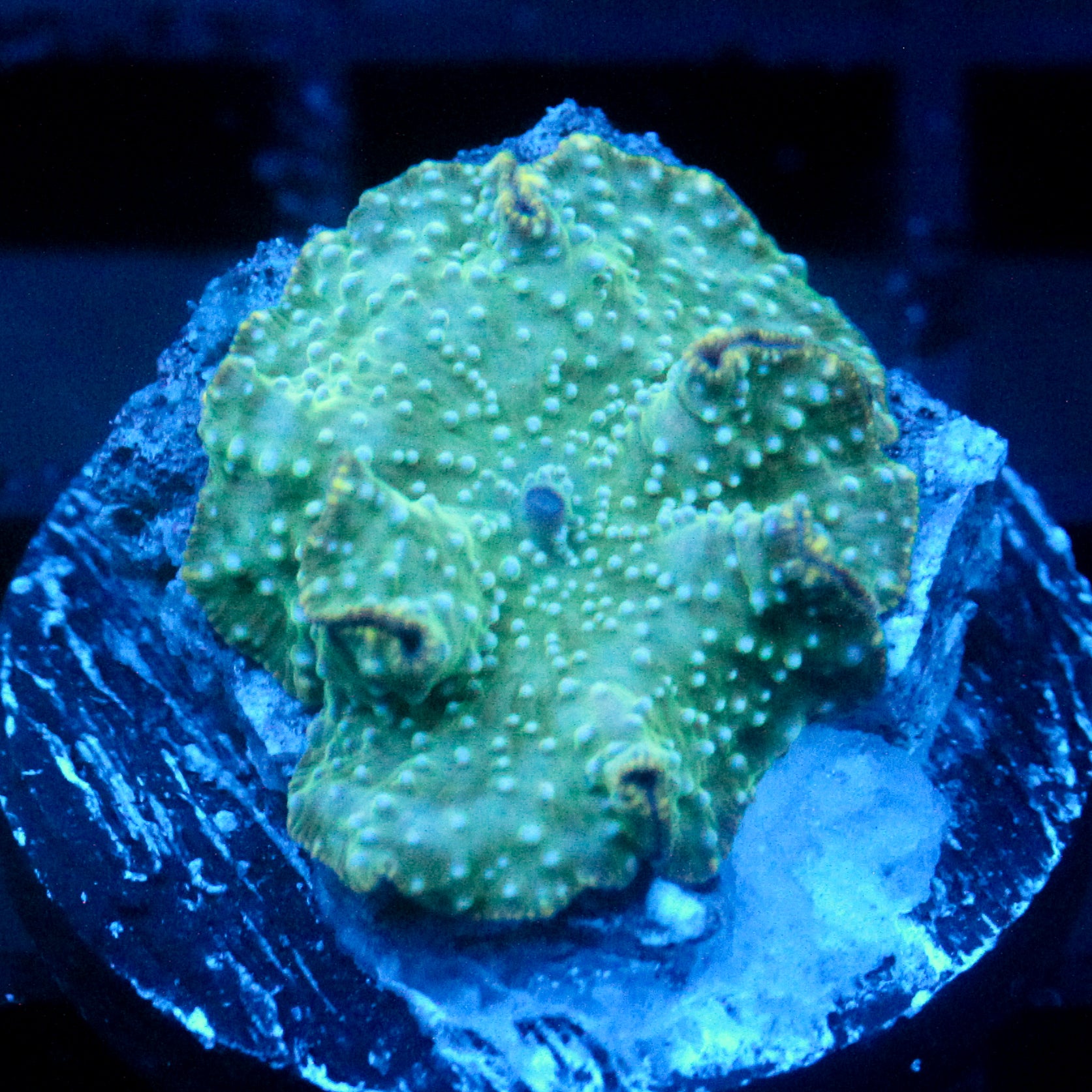 JC Green Skirt Discosoma