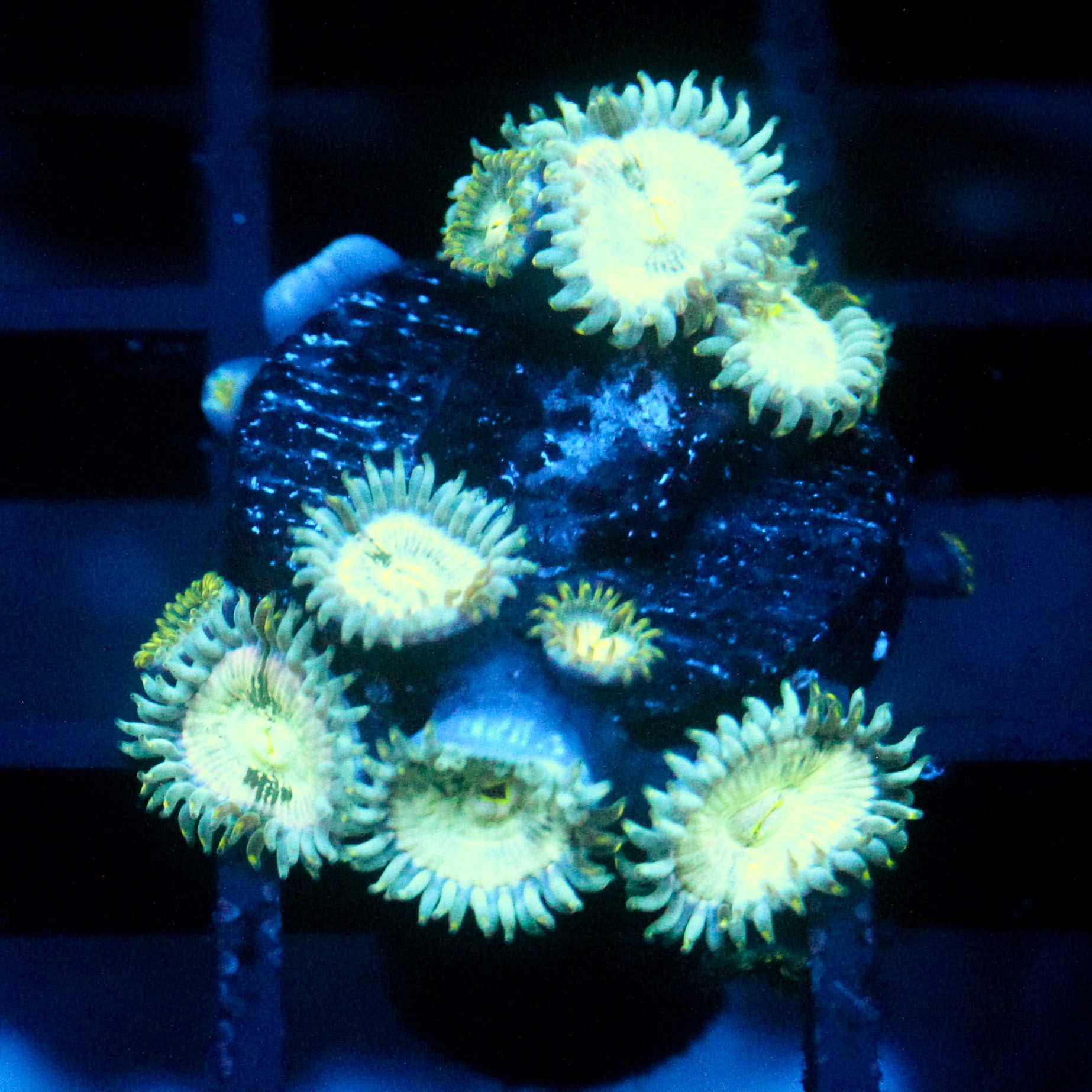 JC Hawaiian Ding Dang Zoanthid
