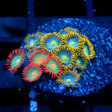 JC Saturn Zoanthid mix