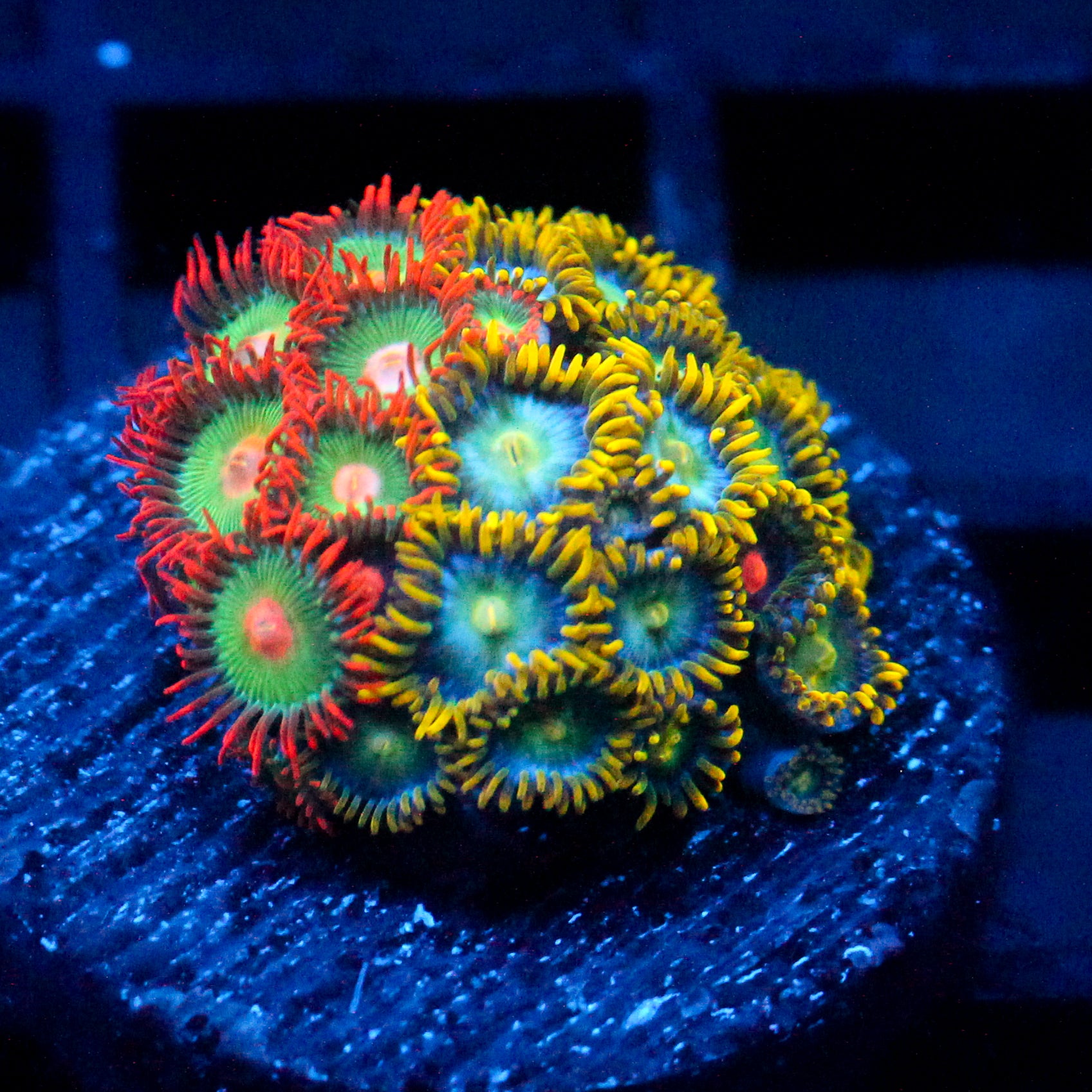 JC Saturn Zoanthid mix