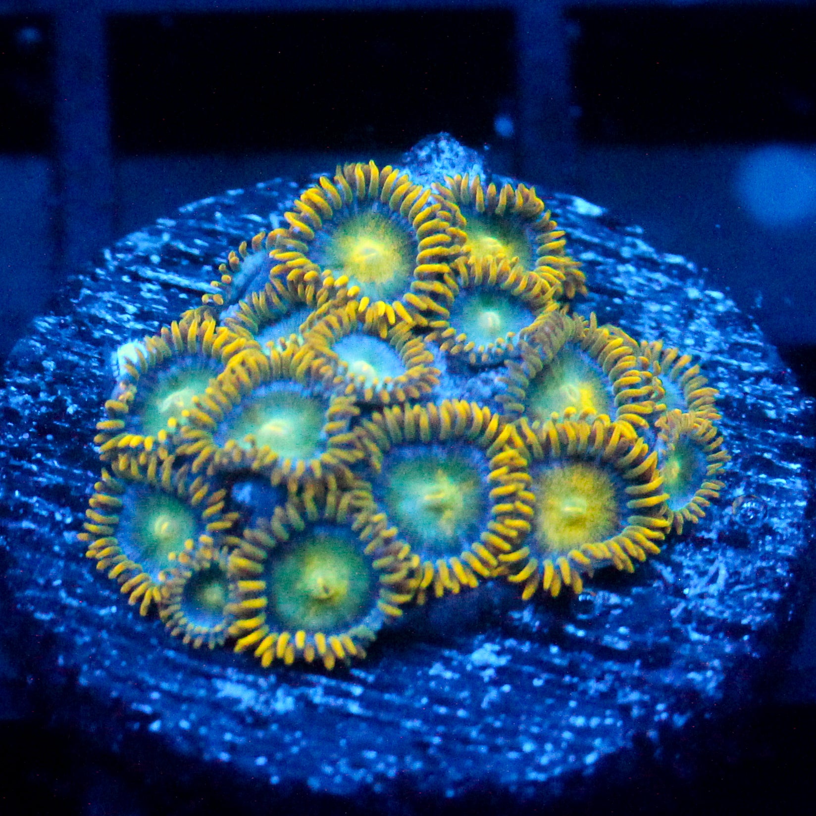 JC Saturn Zoanthid