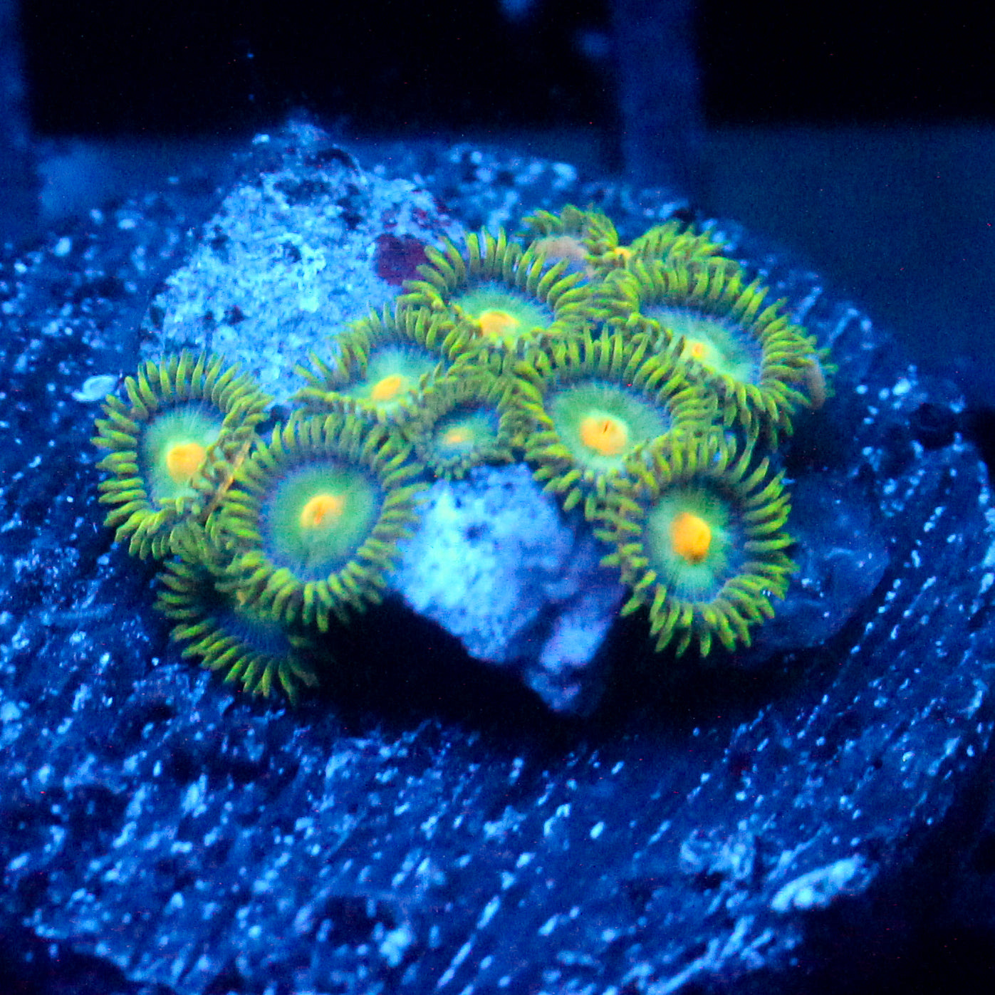 JC Green Crawler Zoanthid