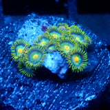 JC Green Crawler Zoanthid