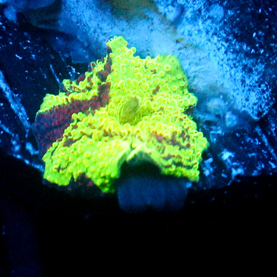JC Ultra Eclectus Red Strike Pattern