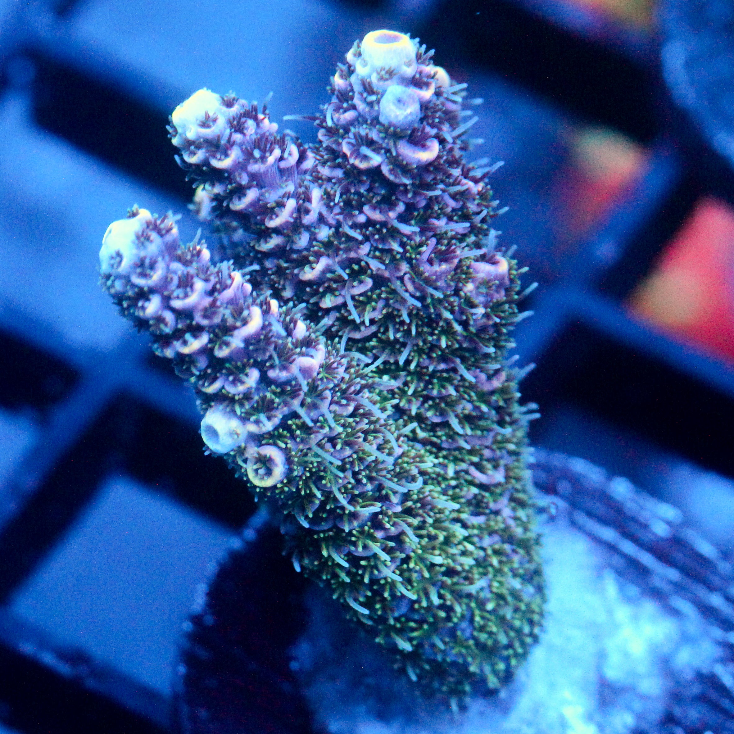 JC Enchantment Acro