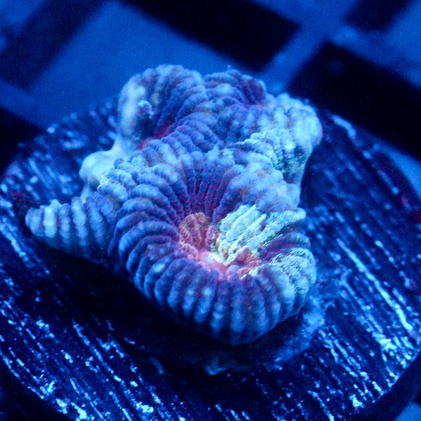 JC War Torn Favia