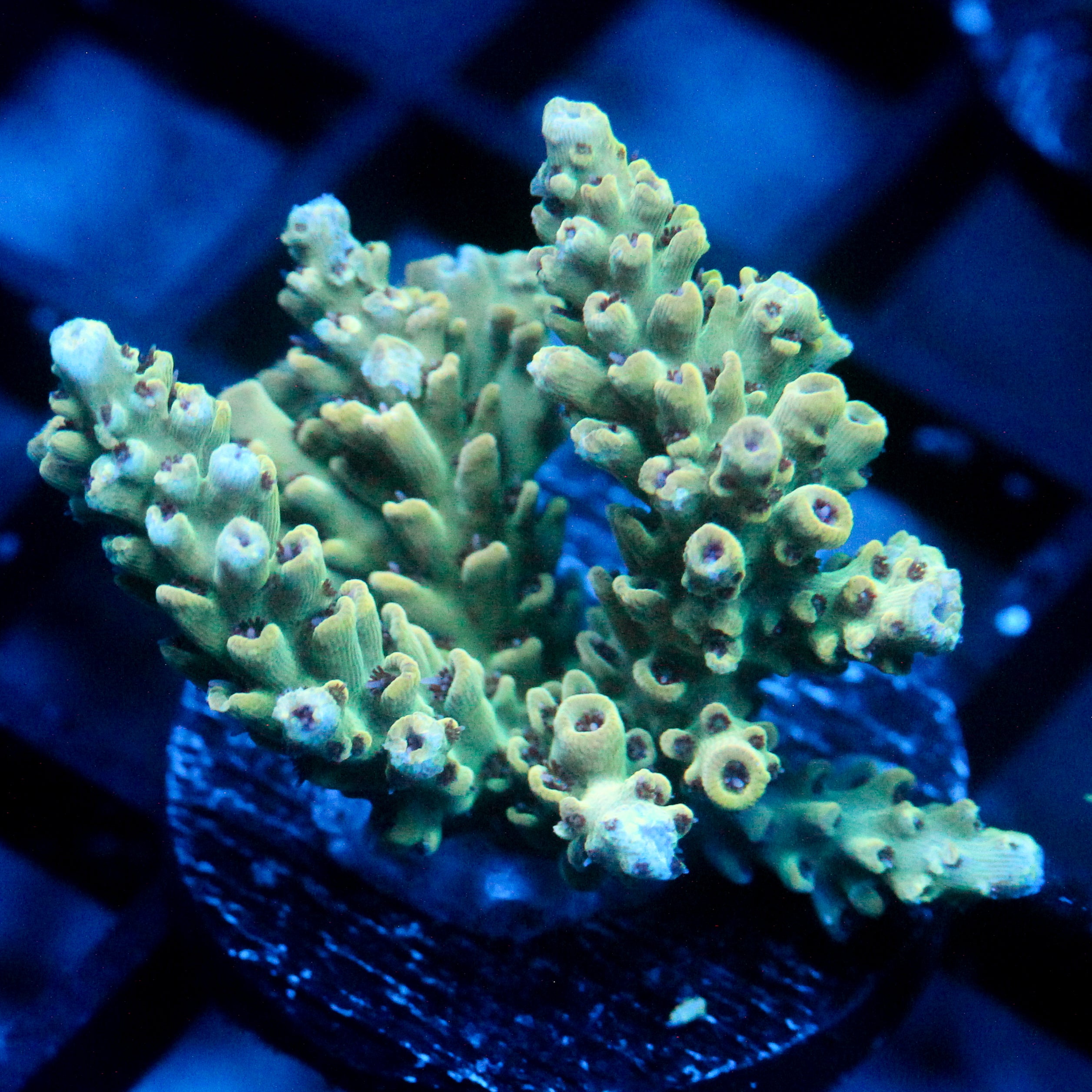 JC Frankensteins Monster Acro