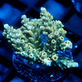 JC Frankensteins Monster Acro