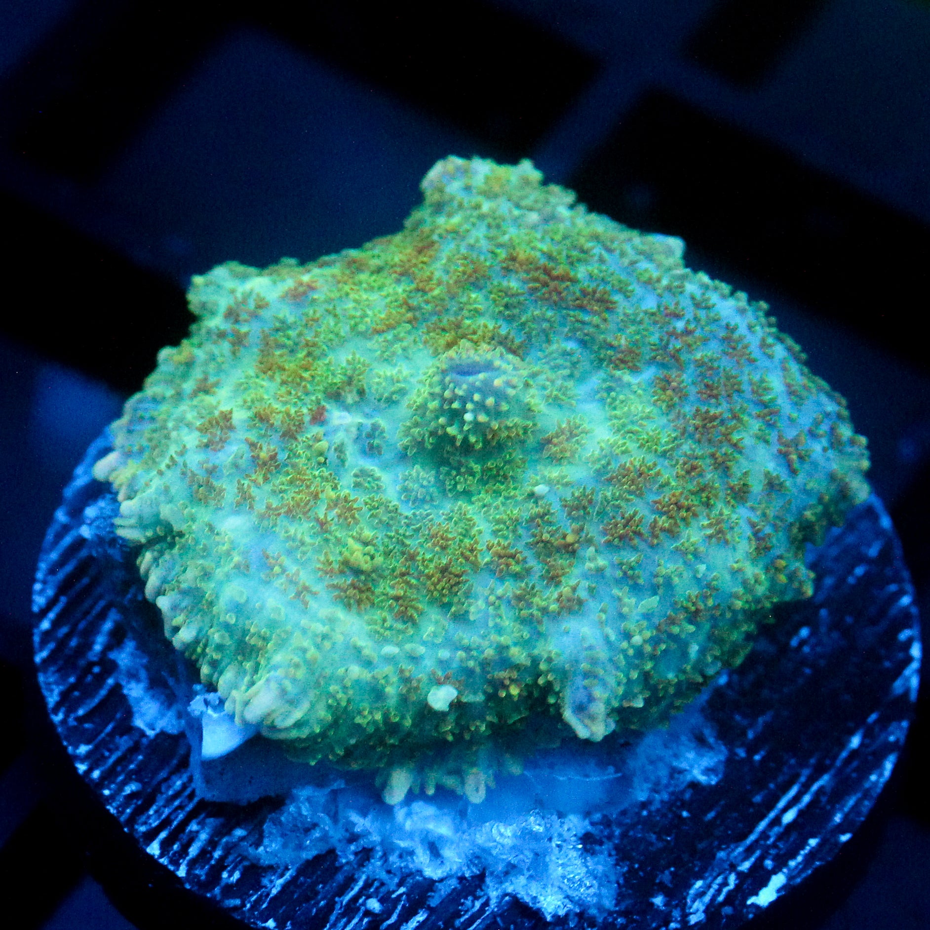 JC Lush Mesa Biome Rhodactis