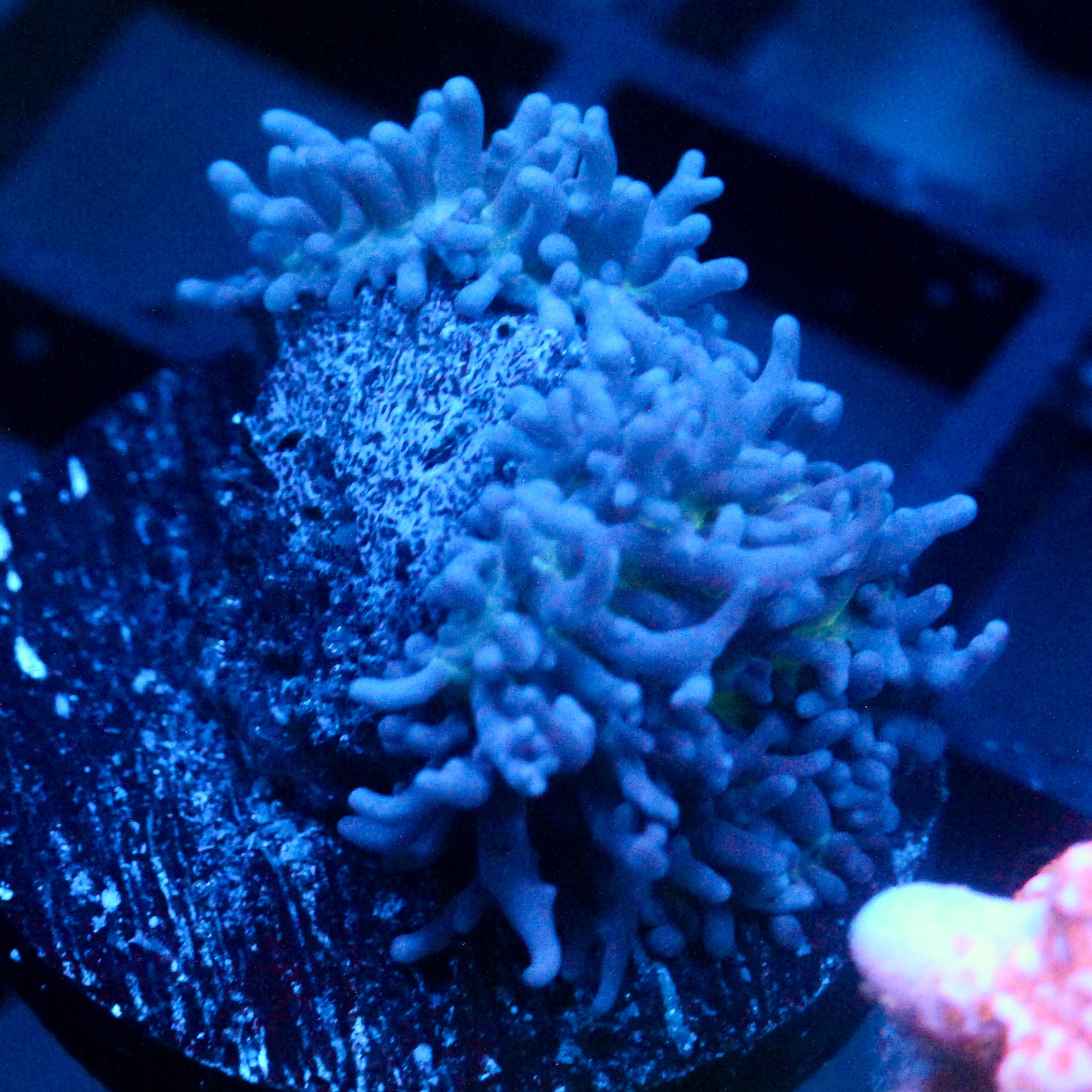 JC Fuzzy Mushroom