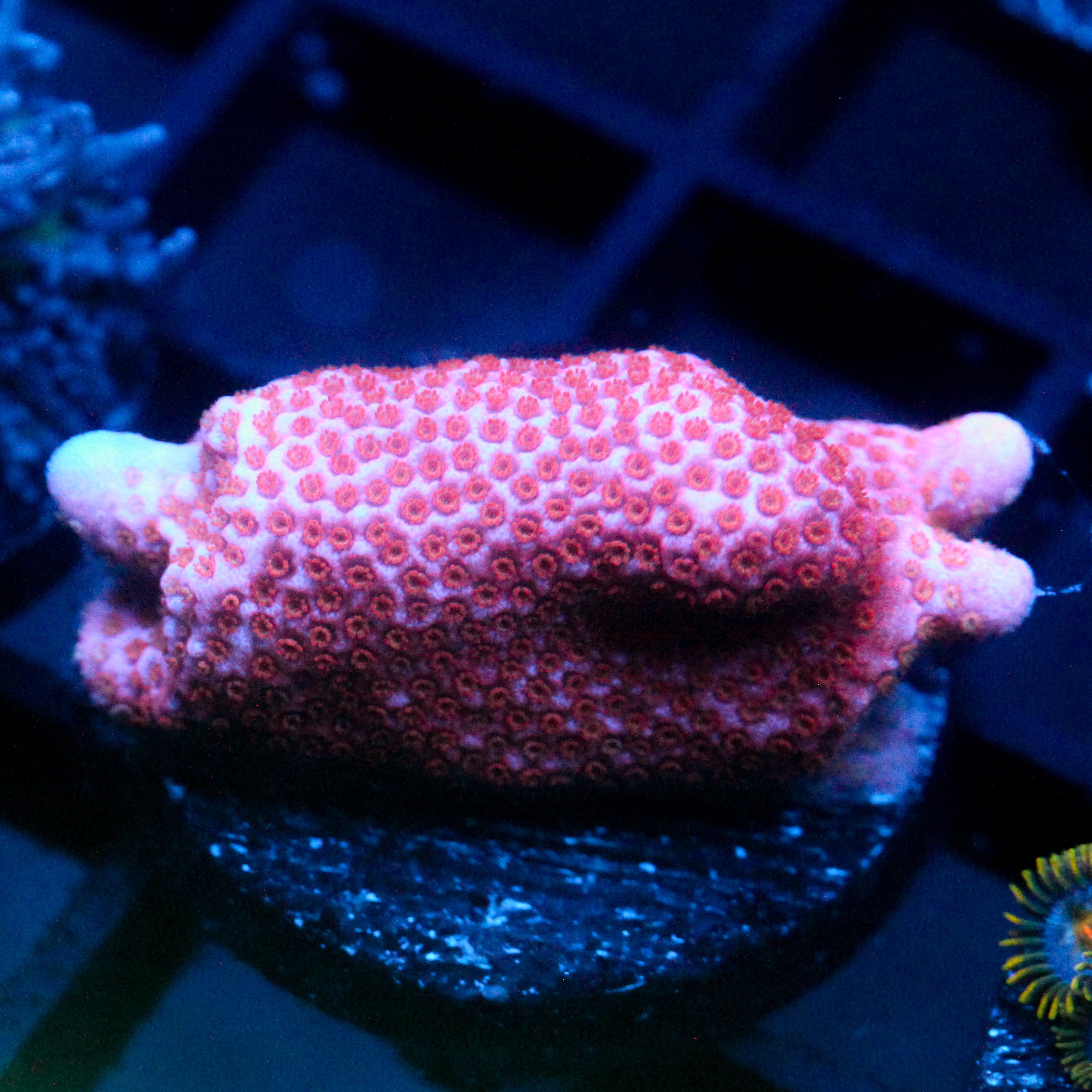 JC Pink Digi Monti