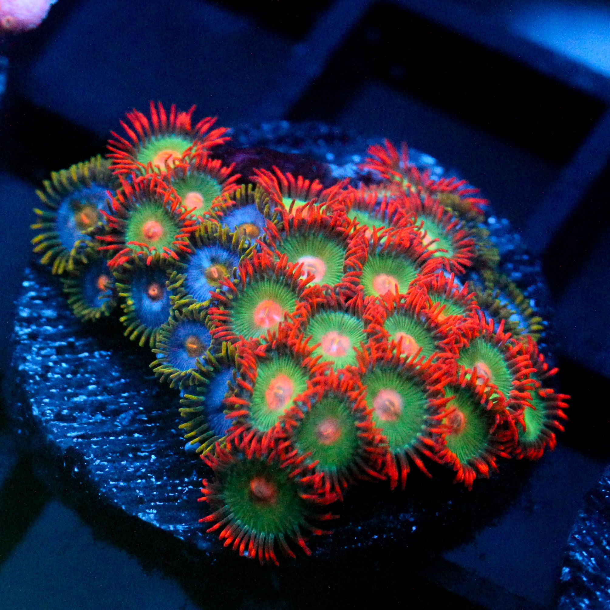JC Gatorade Zoanthids Mix