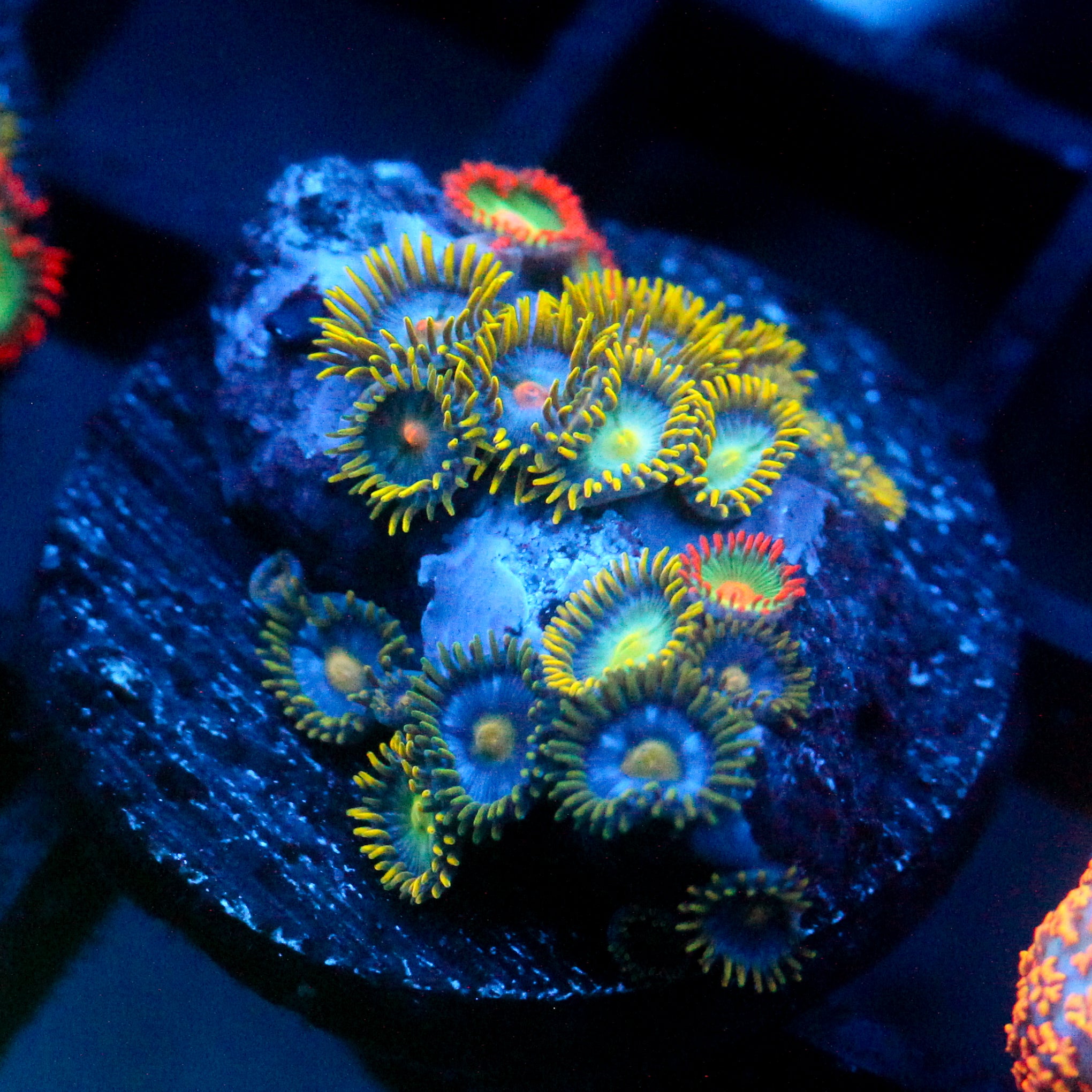 JC Green Crawler Zoanthid Mix