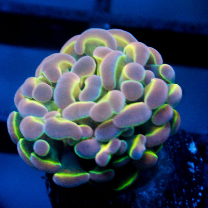 JC Ultra Hologram Hammer