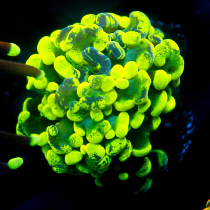 JC Ultra Splatter Hammer