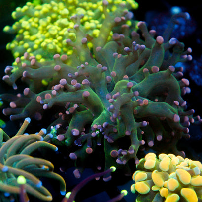 JC Cotton Candy Octo