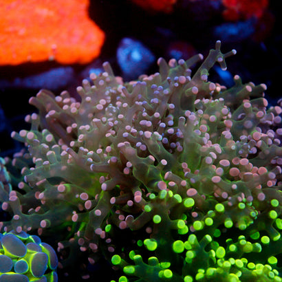 JC Pink Tip Octo