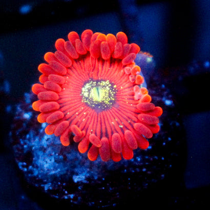 Magician Zoanthid
