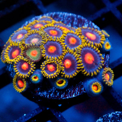 JC Zoa Mix Mini Colony