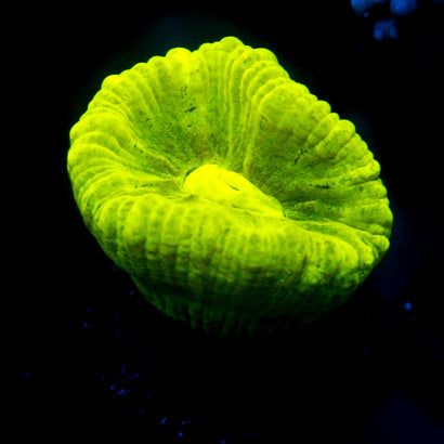 JC Trumpet Coral
