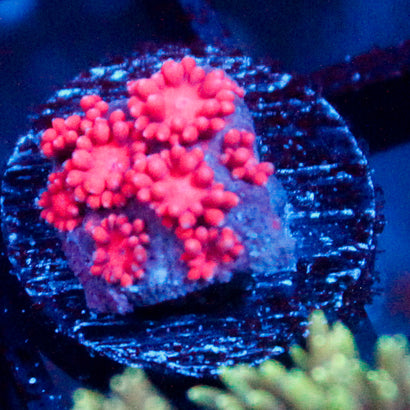 JC Red Kraze Goni