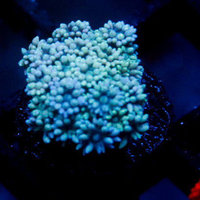 JC Blue Rainbow Goni