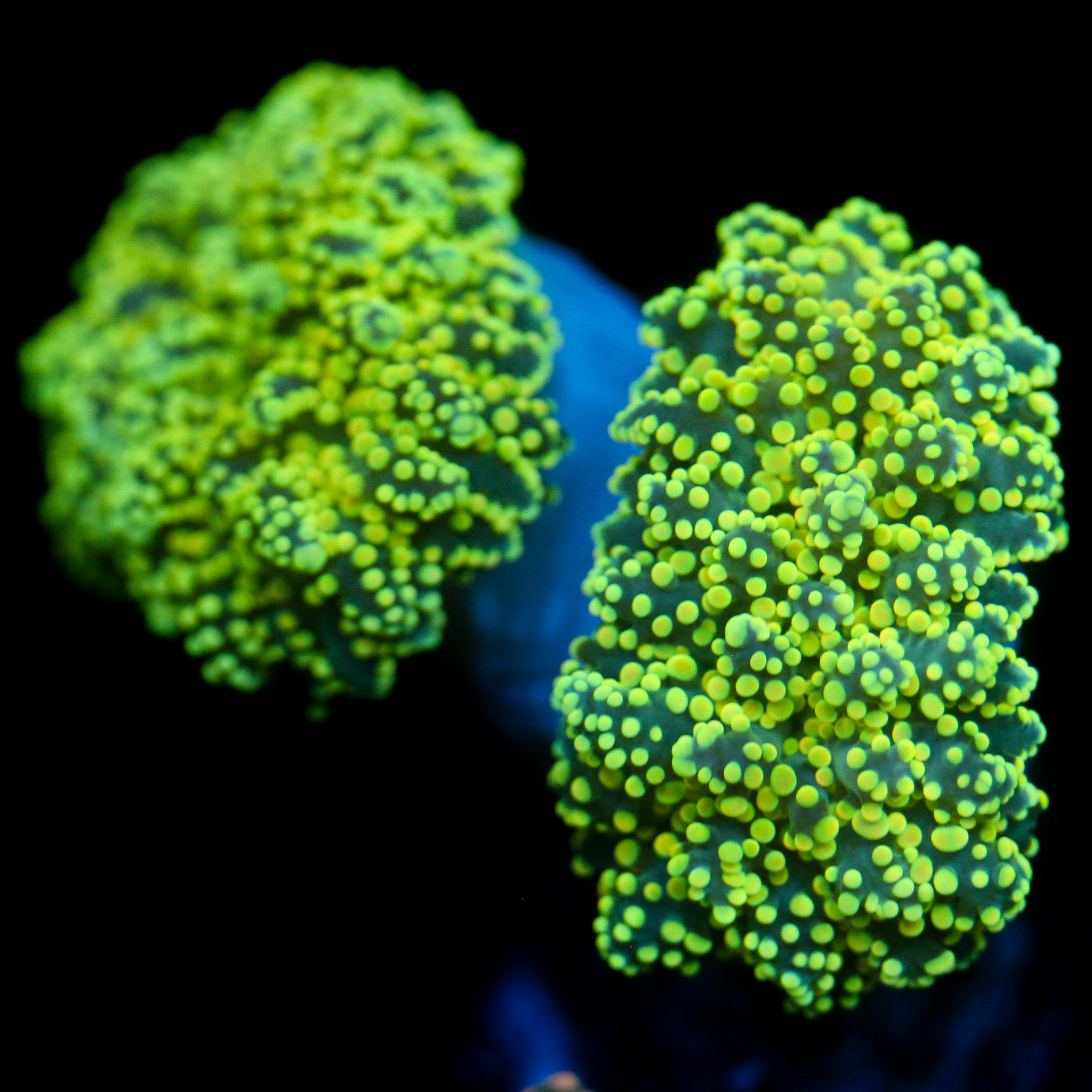 JC Neon Green Octo
