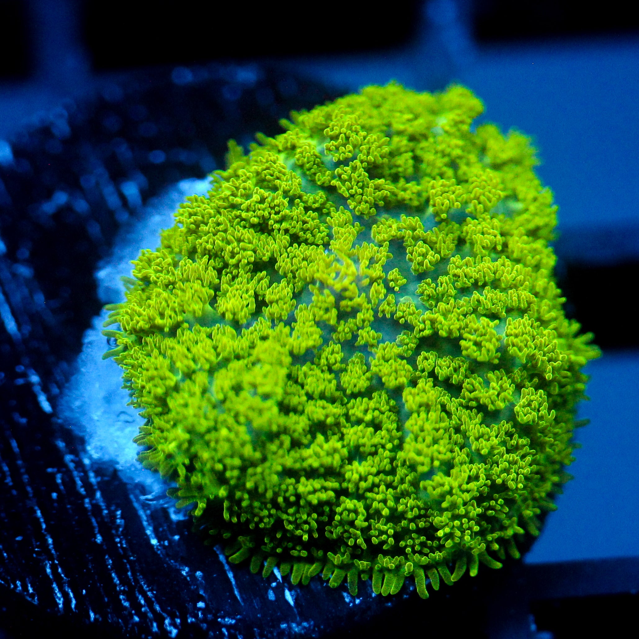 JC Neon Green Rhodactis