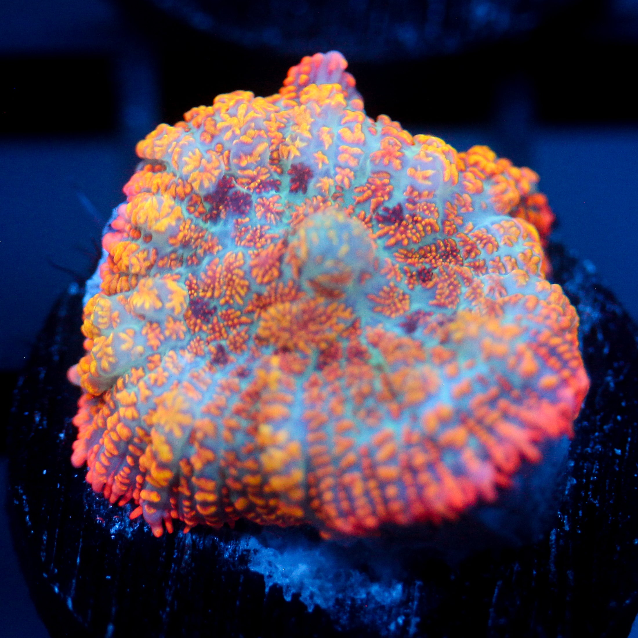 JC Summer Camo Rhodactis
