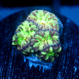 JC Flourish Fluff Blasto Merletti