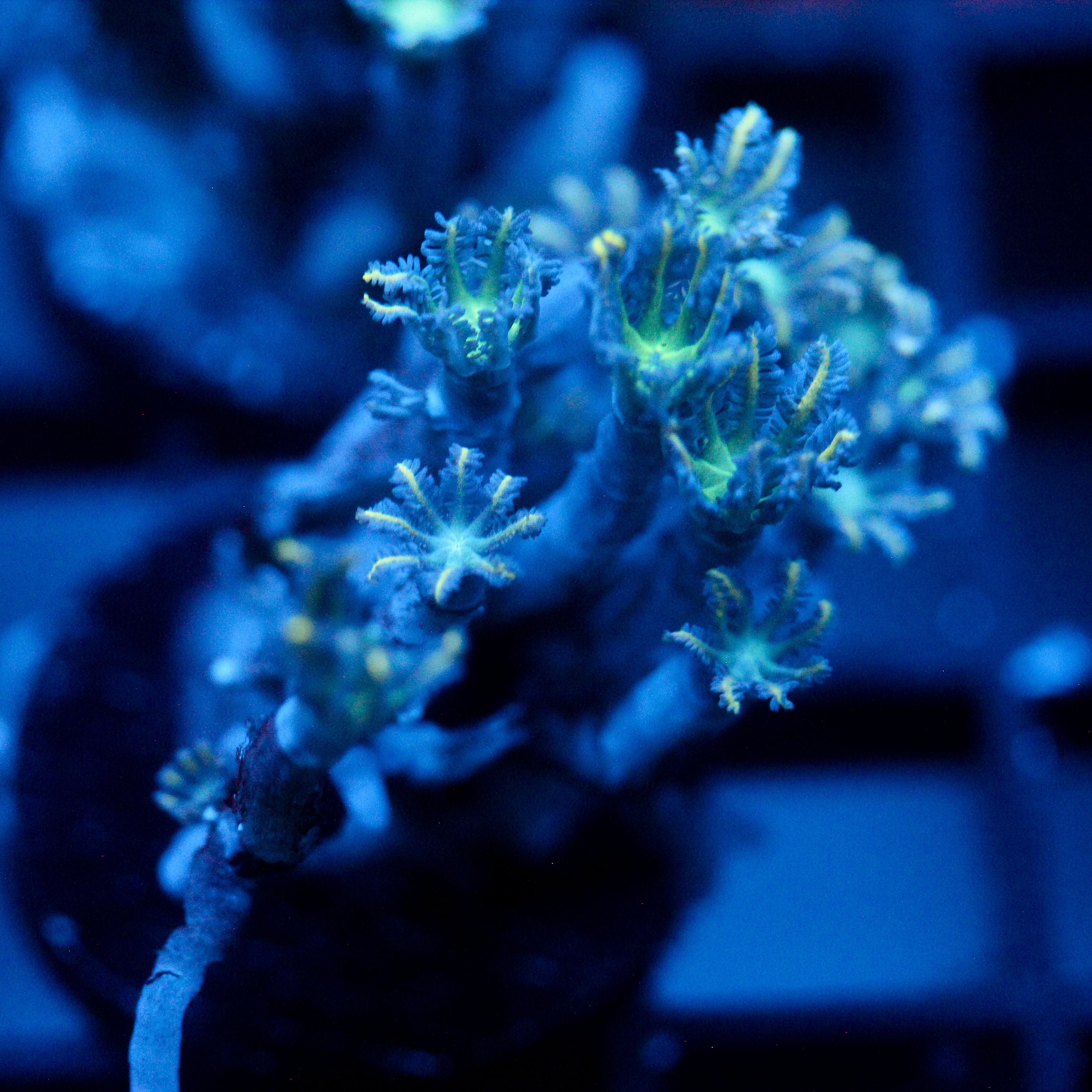 JC Orange Tip Clove Polyp