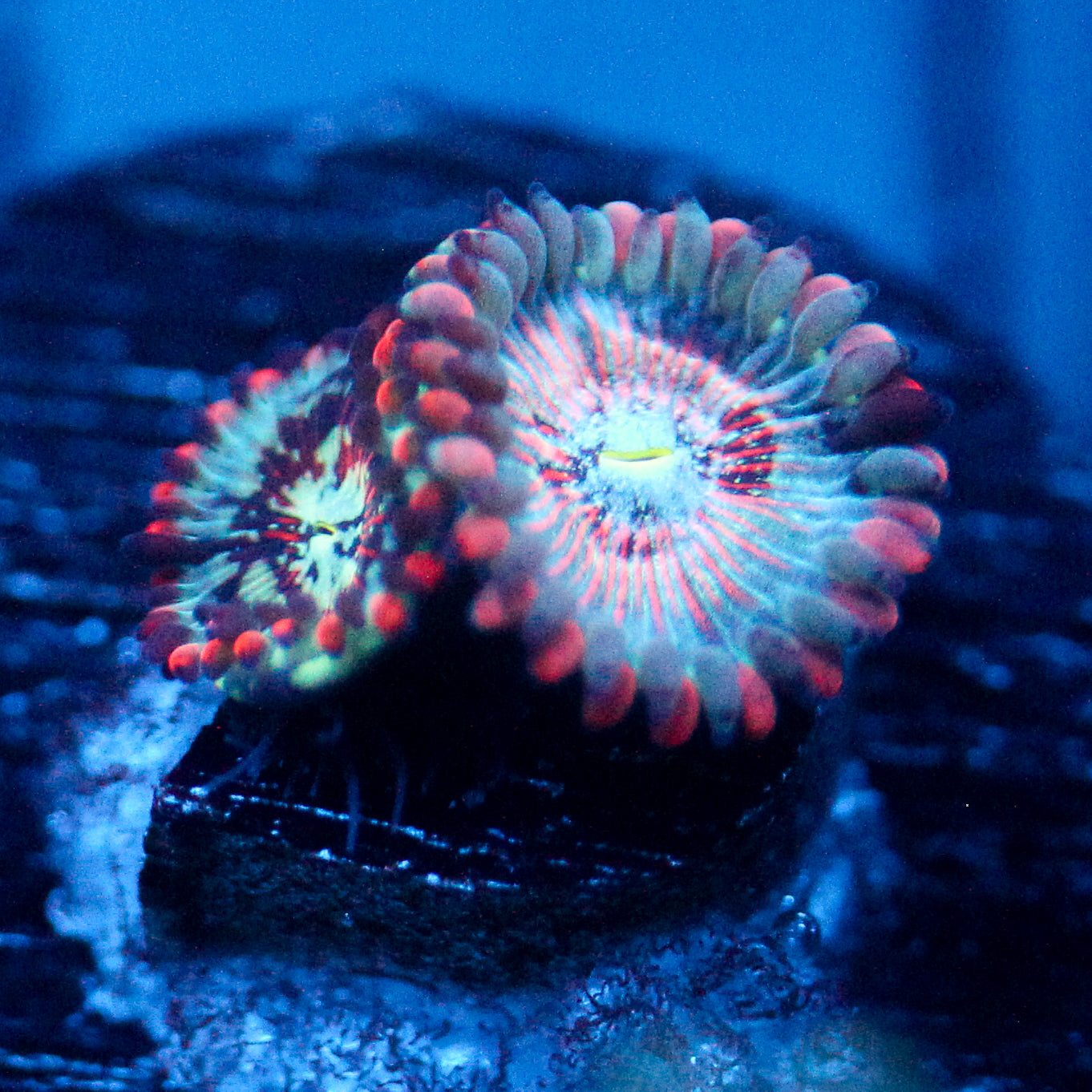 JC White Zombie Zoanthid