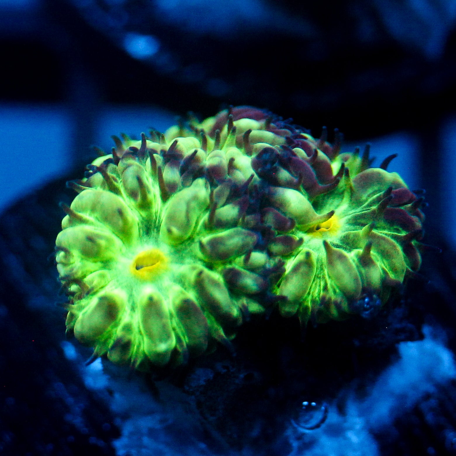 JC Hyper Glow Blasto Merletti