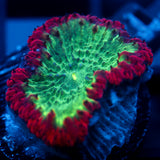 JC Aura Node Blasto