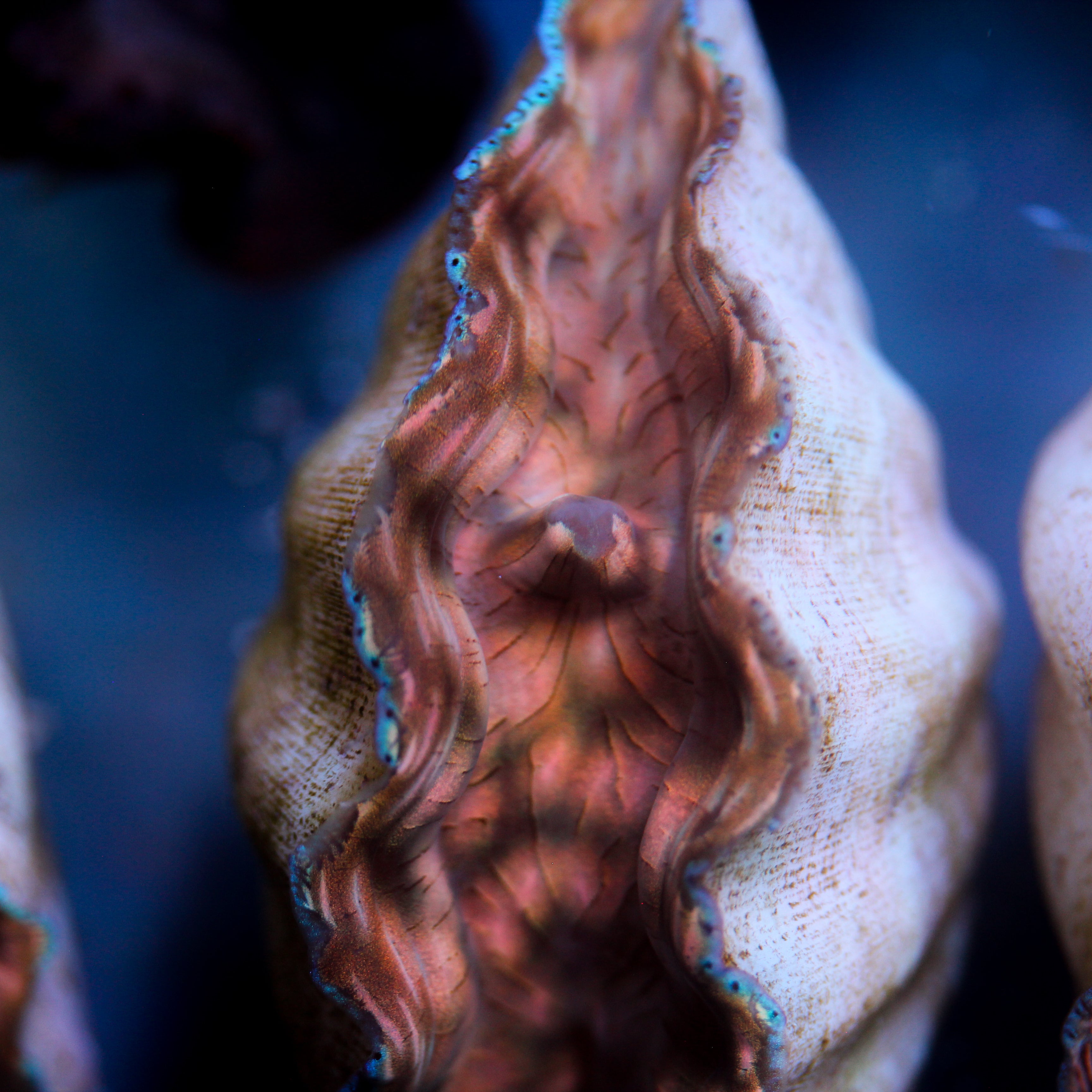 Biota Clam