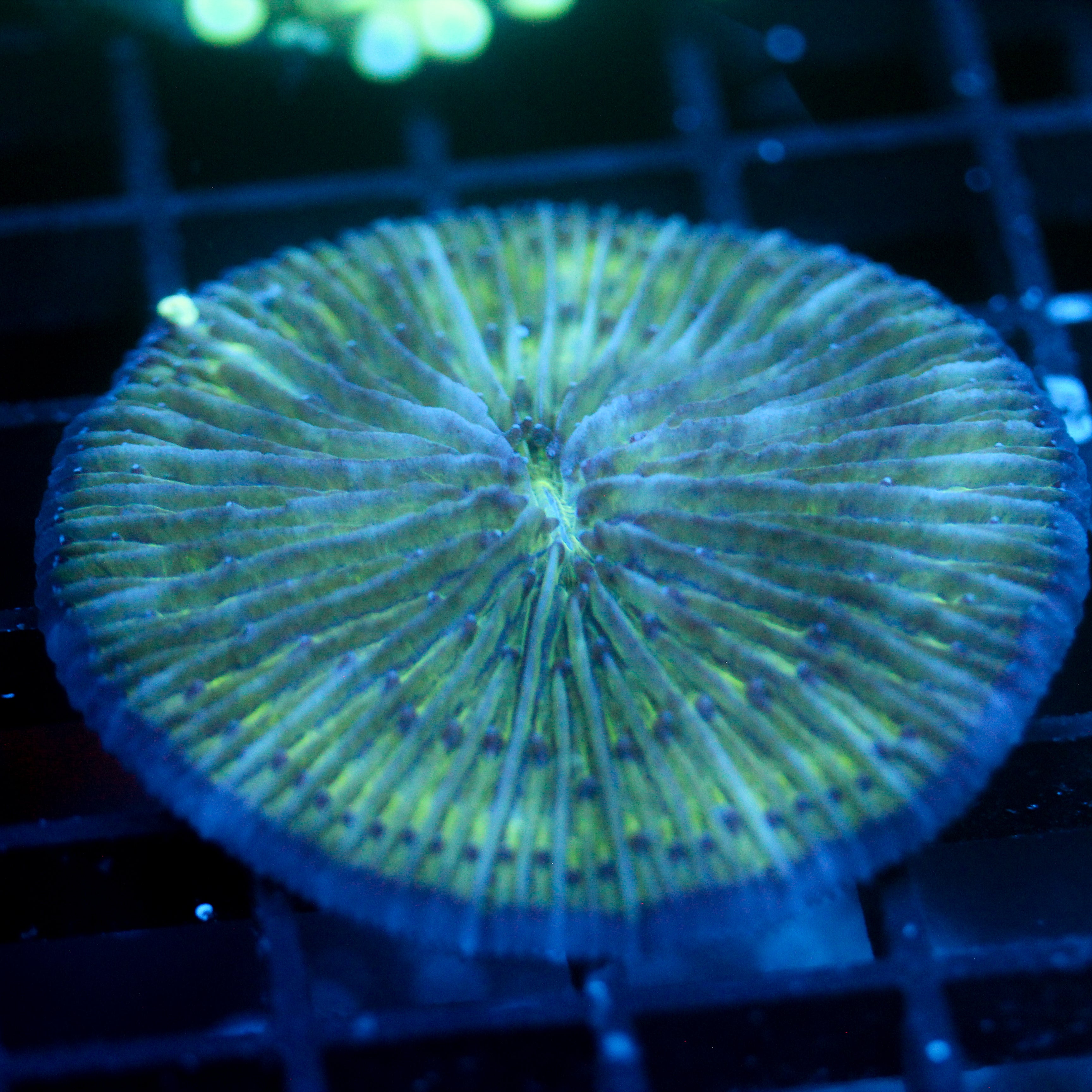 JC Cool as a Cucumber Fungia 2"+