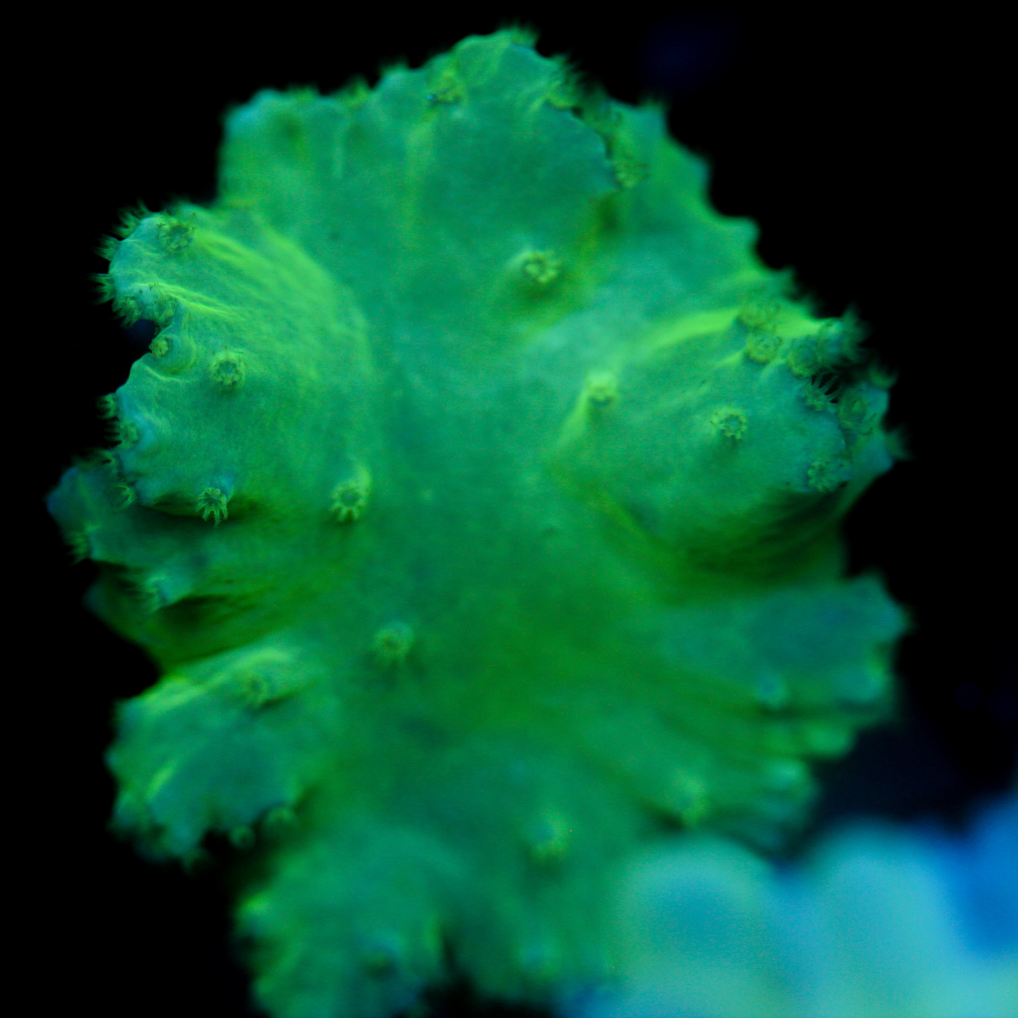 JC Neon Green Cabbage Coral 3"+