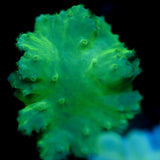 JC Neon Green Cabbage Coral 3