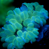 JC Soft Glow Bubble Coral 2