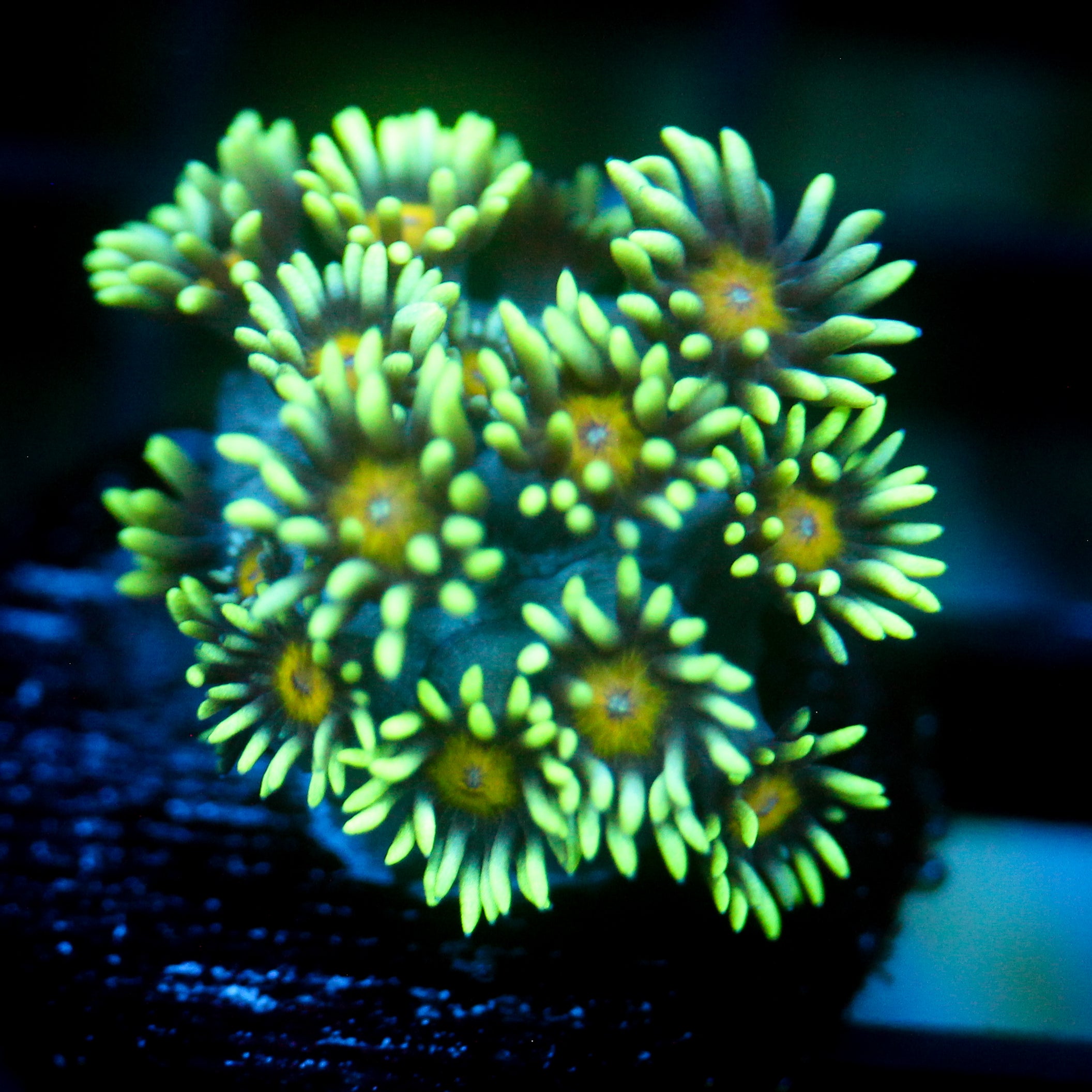 JC Daisy Goni