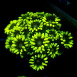 JC Nitroglycerin Goni