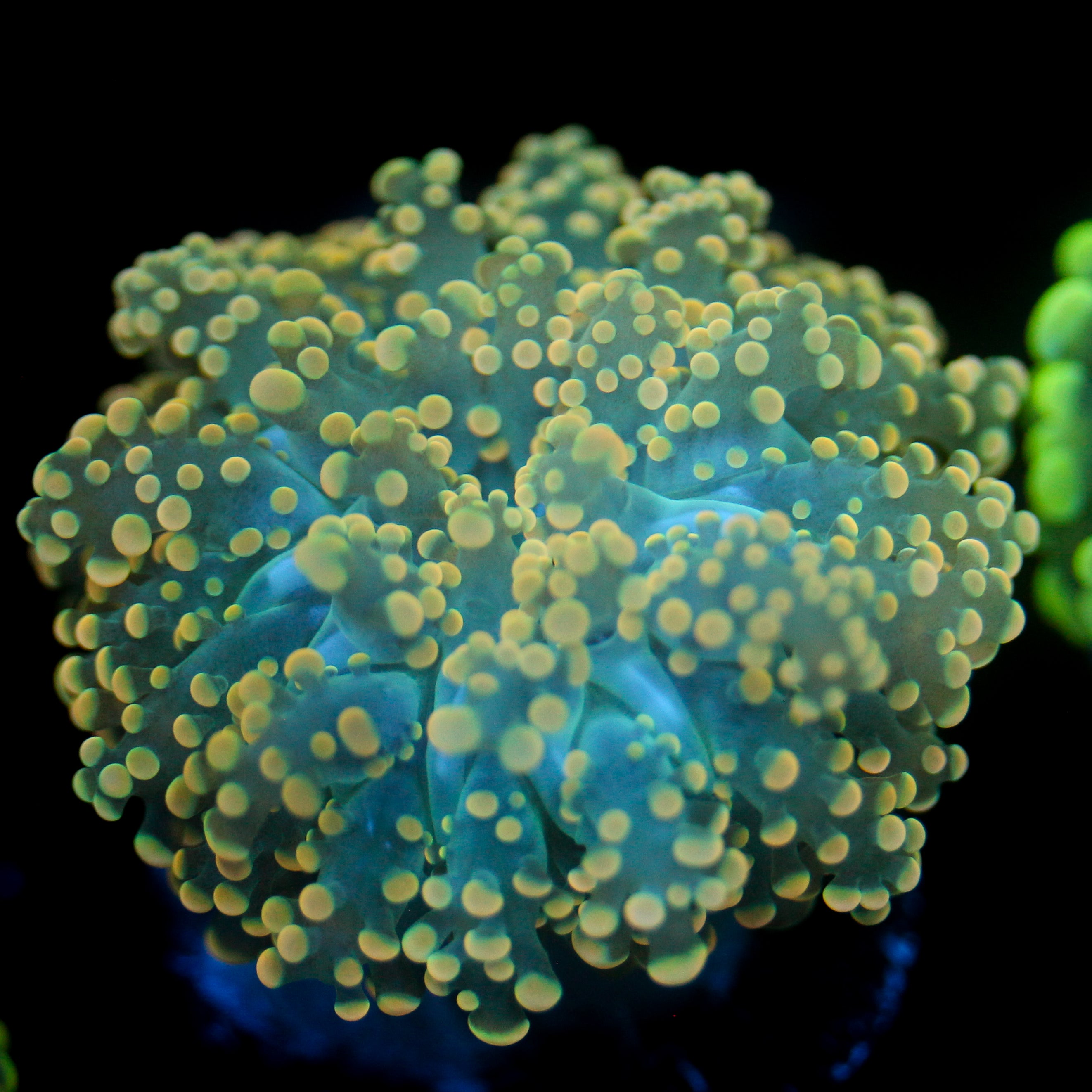 JC Dreamcicle Octo